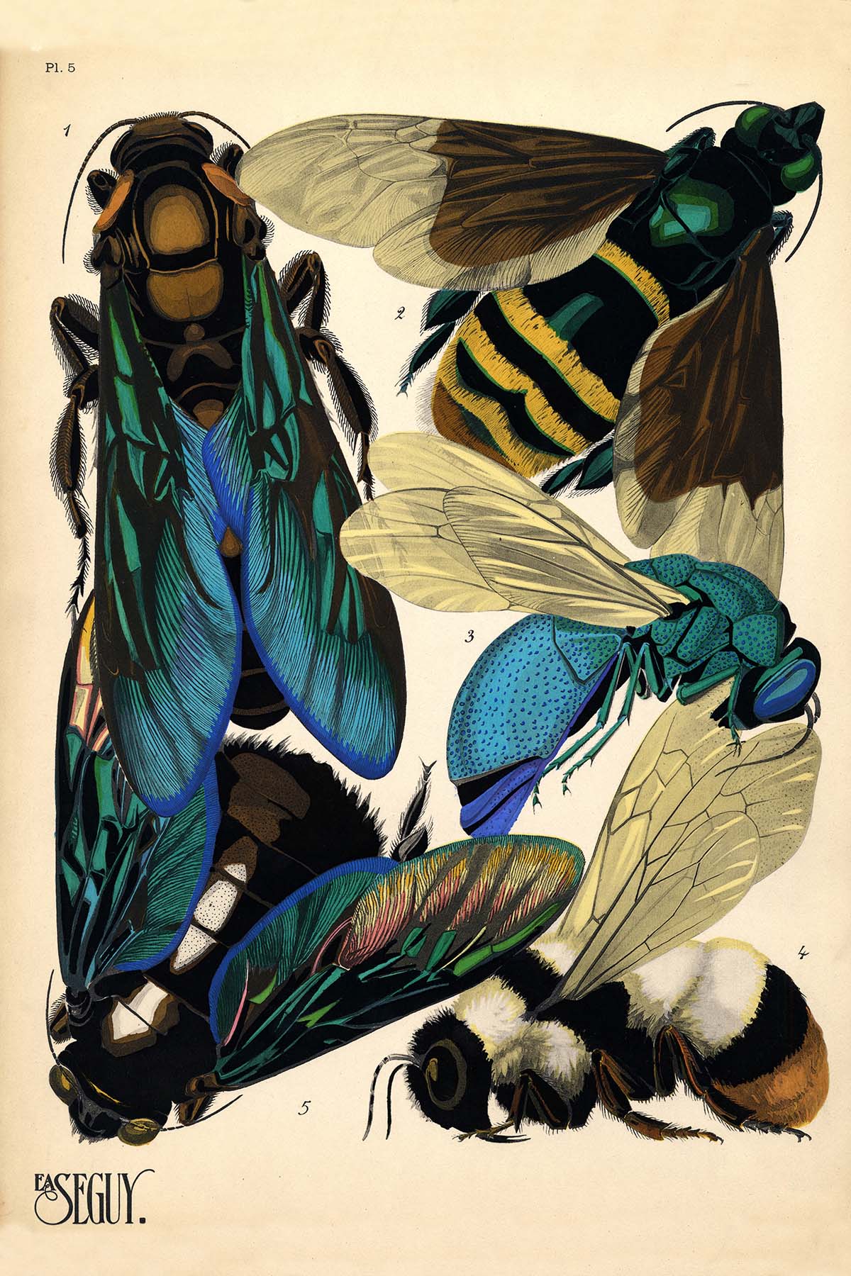 Emile-Allain Seguy's Insectes