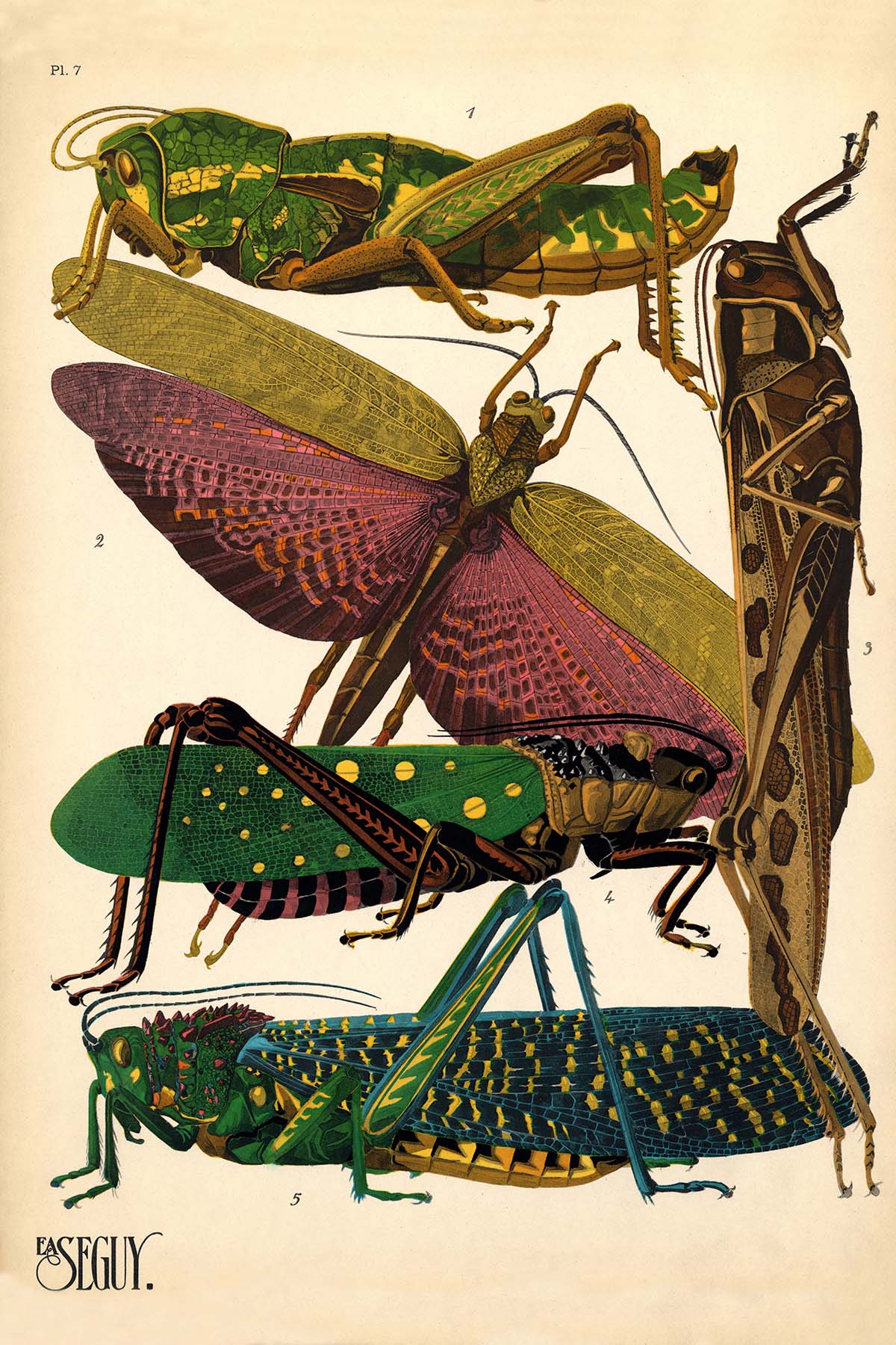 Emile-Allain Seguy's Insectes