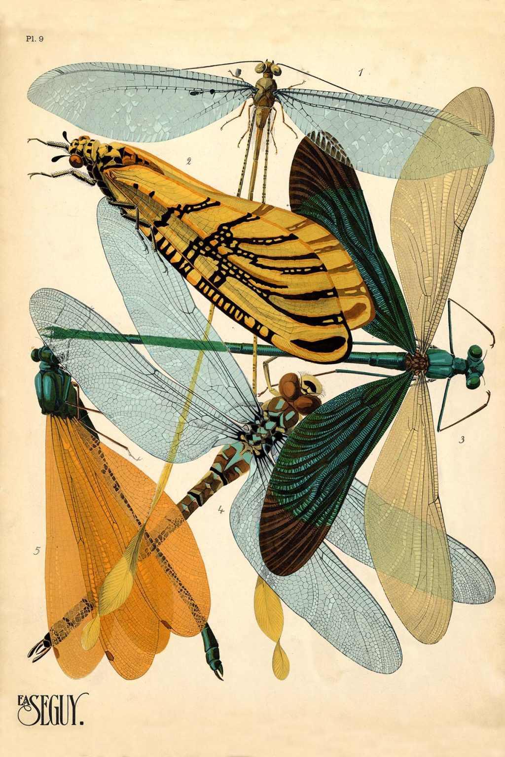 Émile-Allain Séguy's Insectes, 1925 - A Hymn To Nature In 20 Beautiful ...