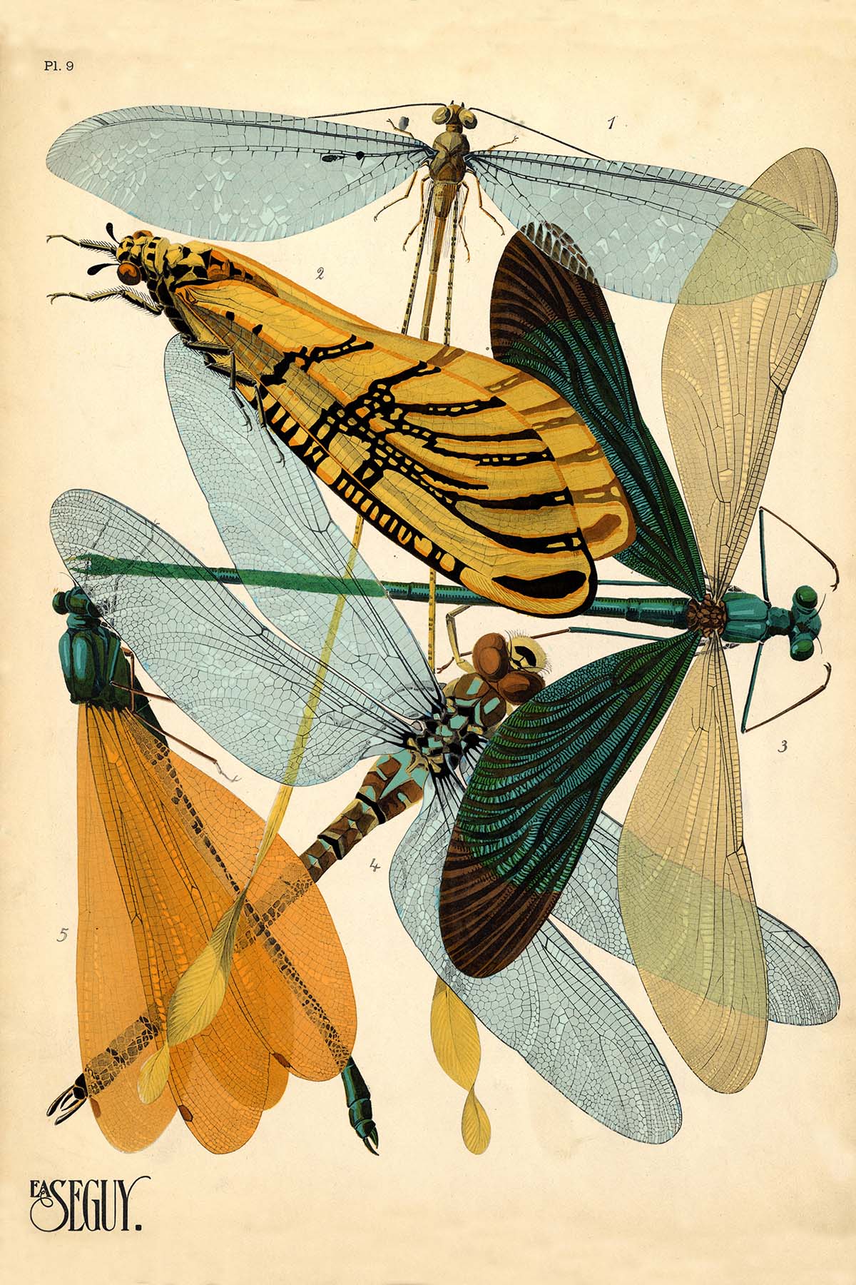 Emile-Allain Seguy's Insectes