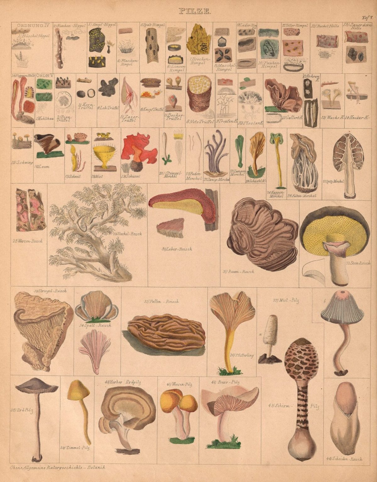 Lorenz Oken’s huge atlas of living things, the Allgemeine Naturgeschichte für alle Stände atlas