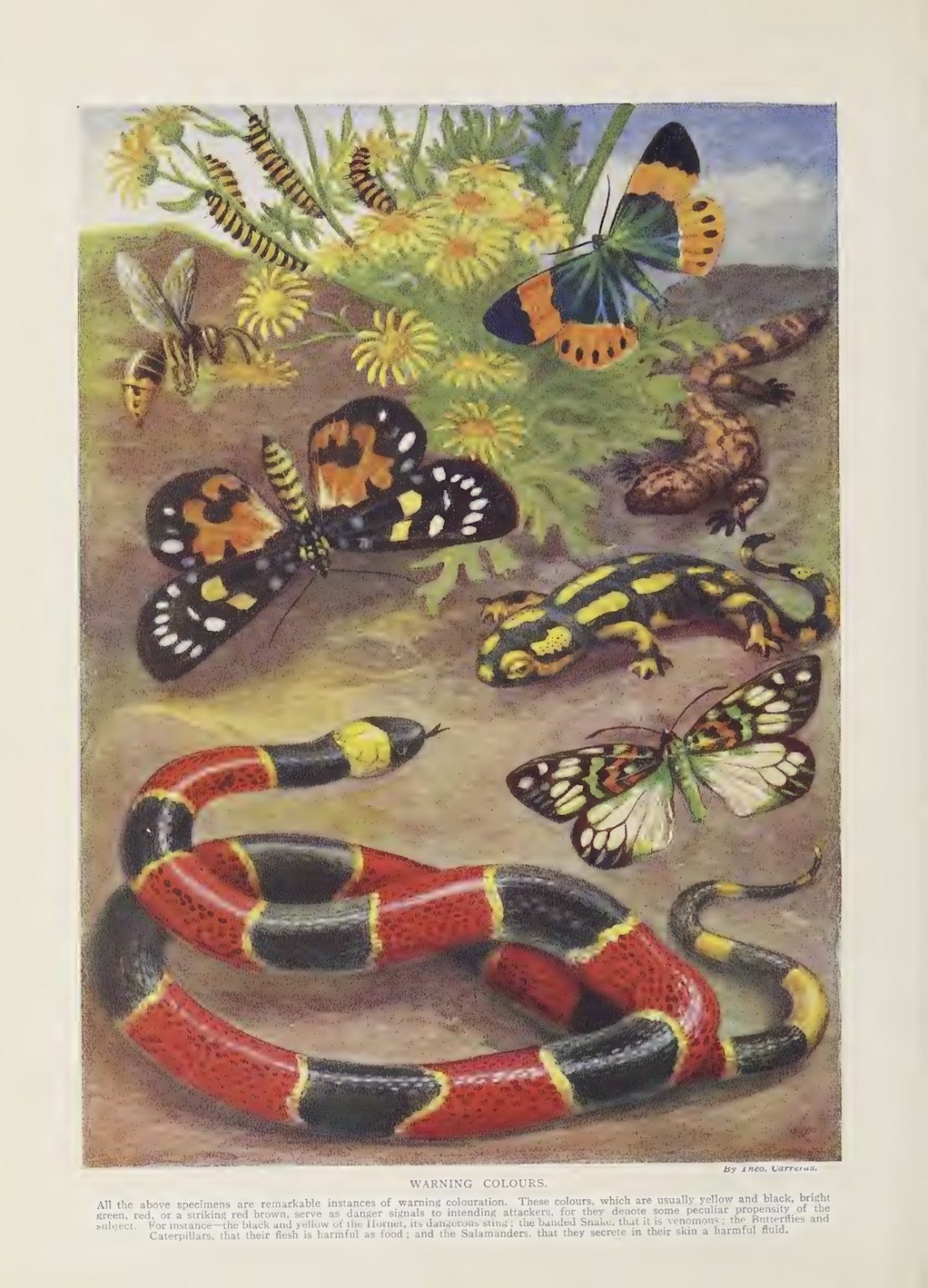 Marvels of the Universe, 1912 - Curious Scientific Illustrations From A ...