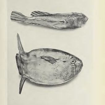 Marvels of the Universe, 1912 – Curious Scientific Illustrations From A Compendium of Life