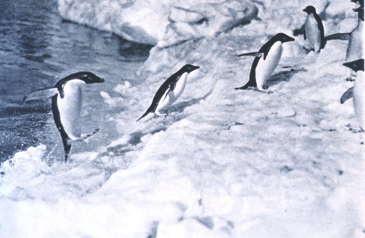 Penguins jumping onto the ice foot by Levick