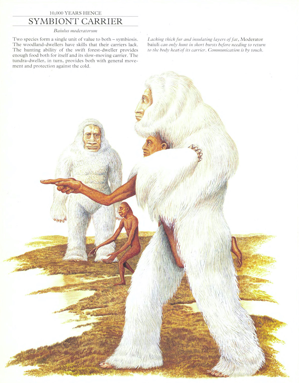 dougal-dixon man-after-man--an-anthropology-of-the-future-1990