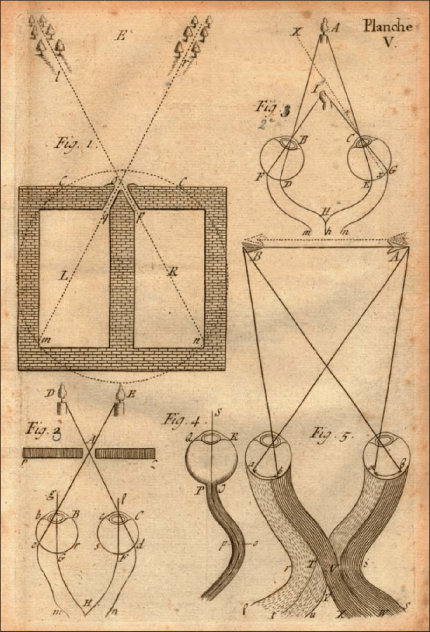 The Chevalier Taylor's diagram of the semidecussation of the optic nerves.