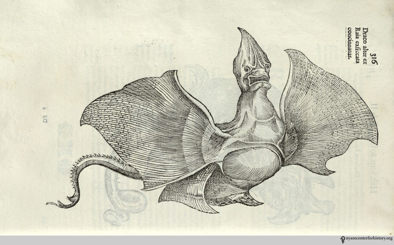 Ulissi Aldrovandi’s Monstrorum Historia: Dragons And Other Real Monsters