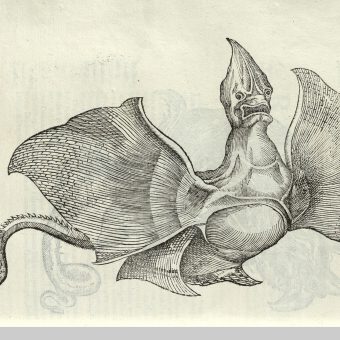 Ulissi Aldrovandi’s Monstrorum Historia: Dragons And Other Real Monsters