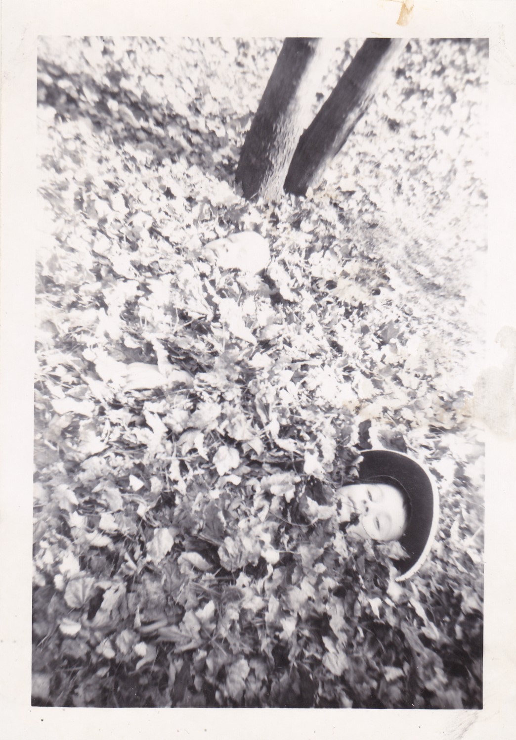 leaves