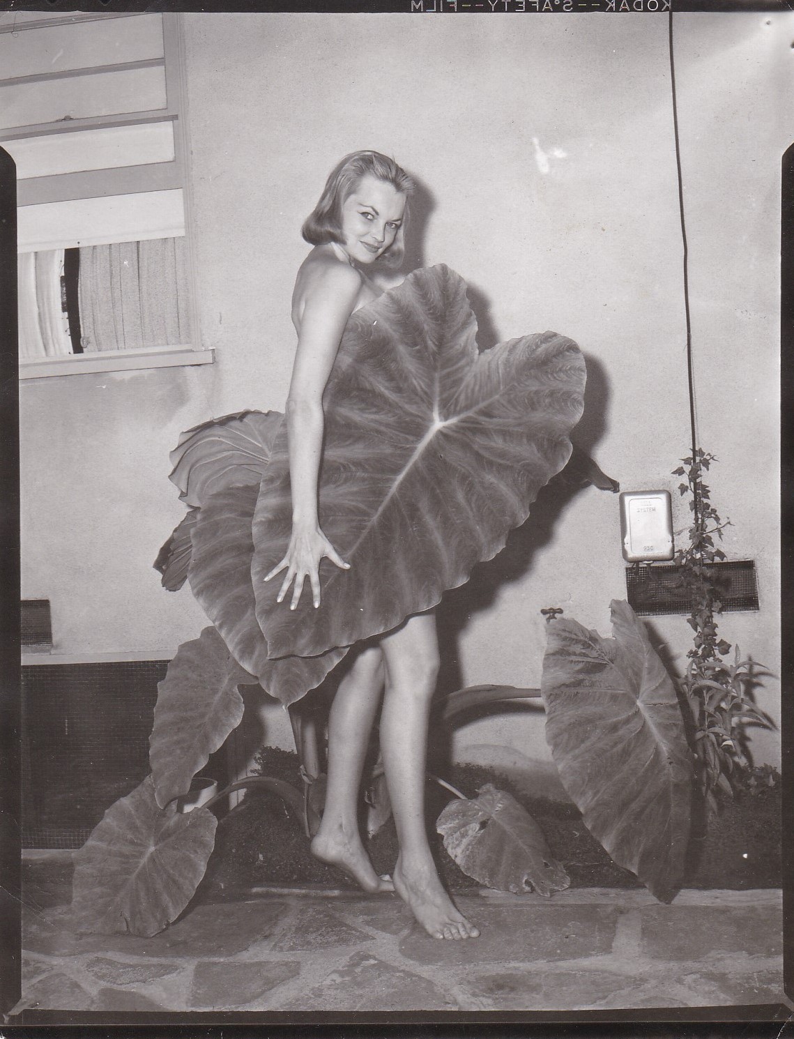 leaves