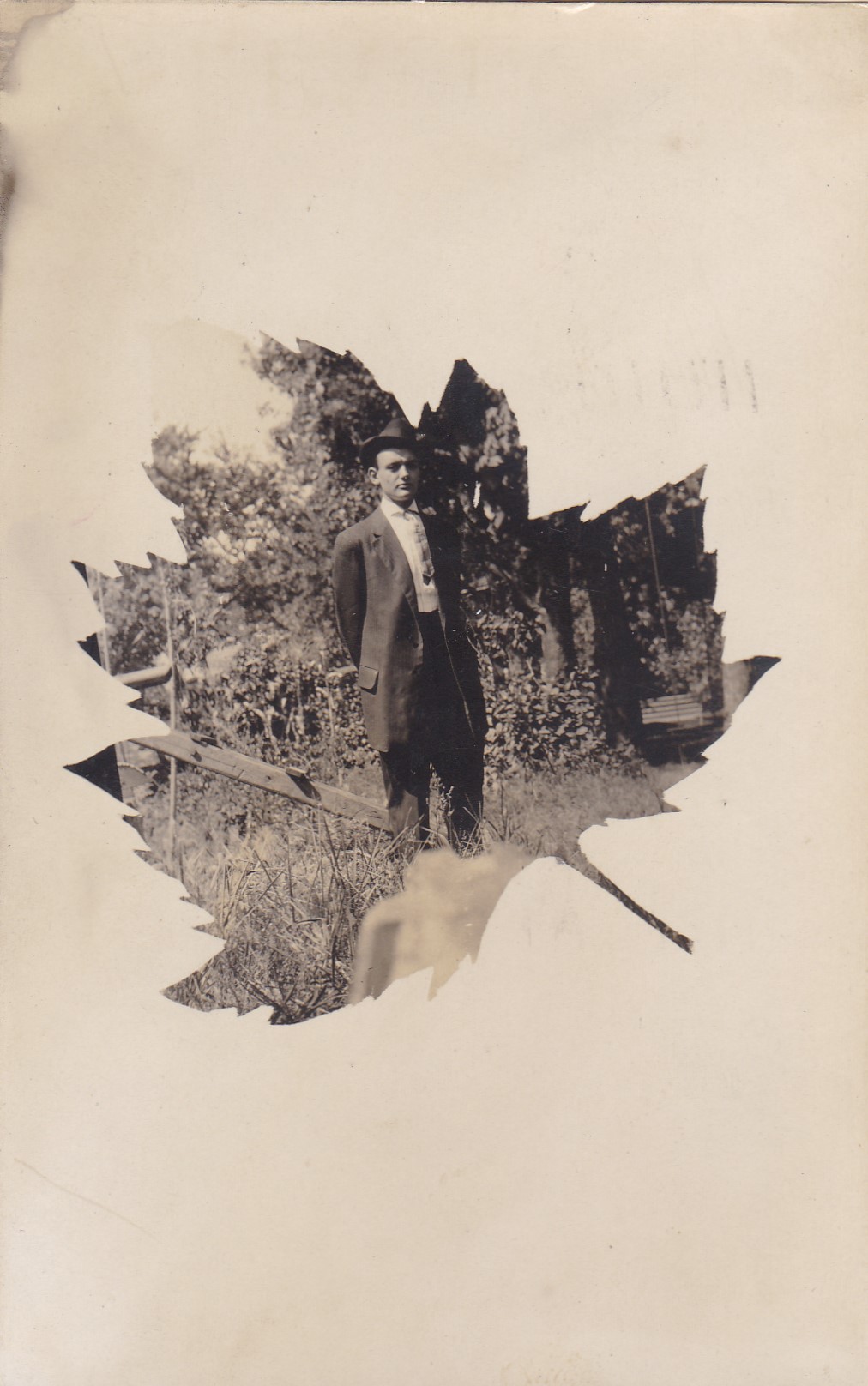 leaves