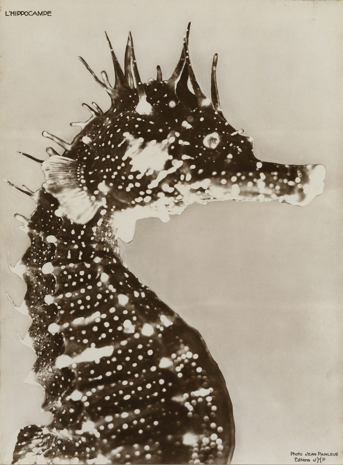 L'Hippocampe (The Seahorse), Jean Painlevé