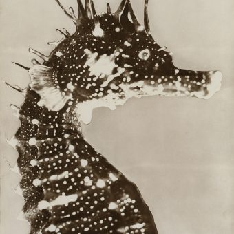Art Meets Science: The Seahorse (L’Hippocampe, ou Cheval marin) by Jean Painlevé, 1935