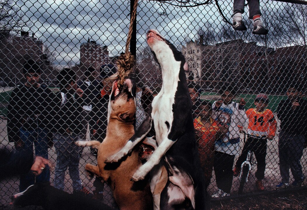 Pit Bulls, Spanish Harlem, NY, 1987