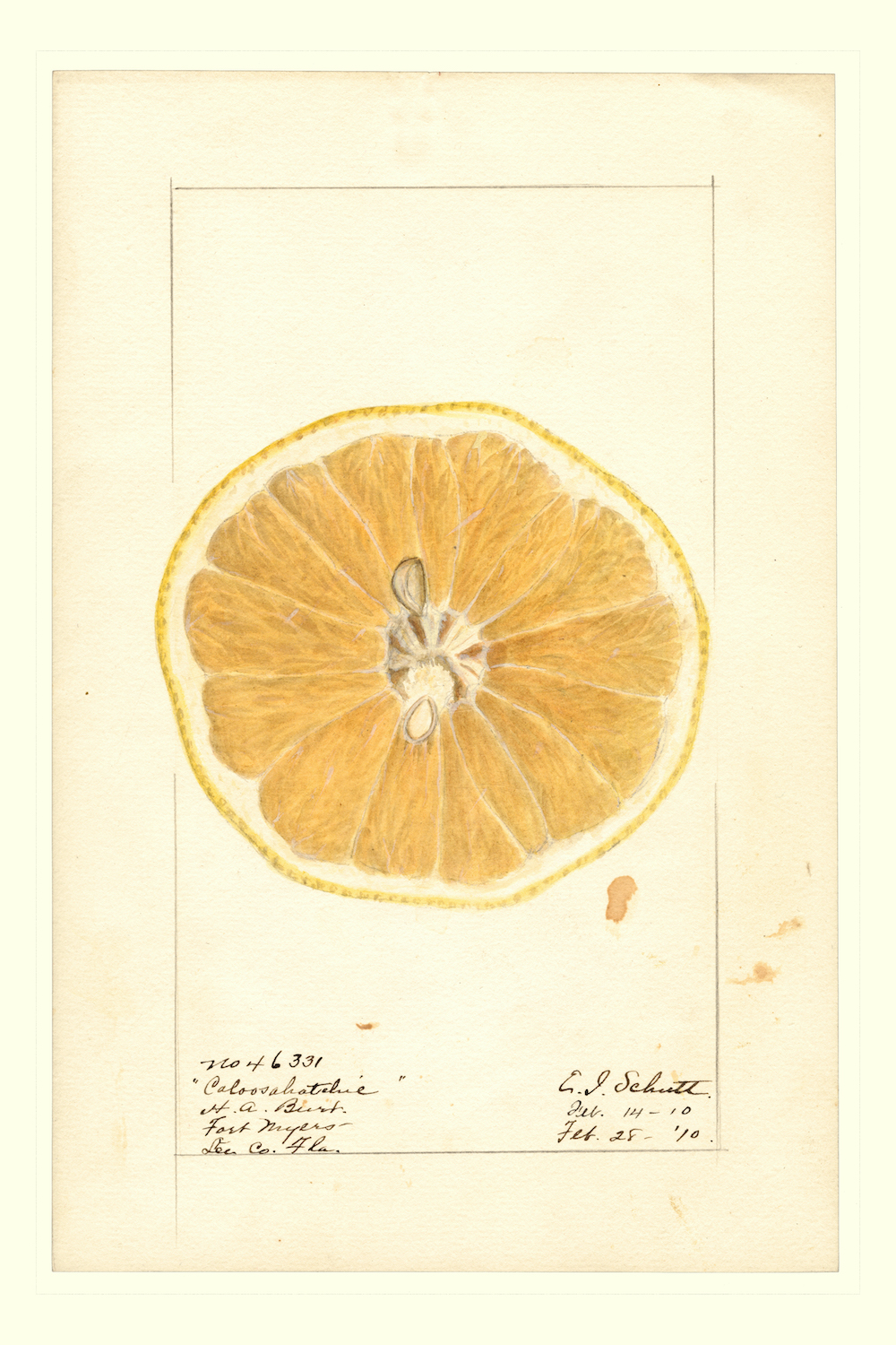 Ellen Isham Schutt