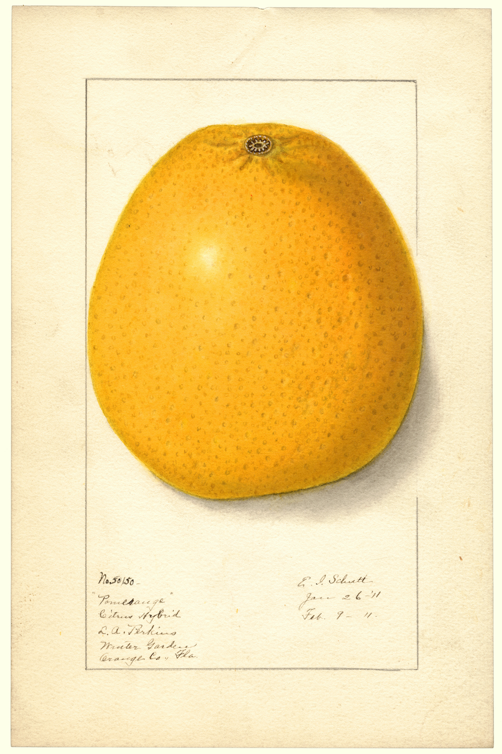 Ellen Isham Schutt