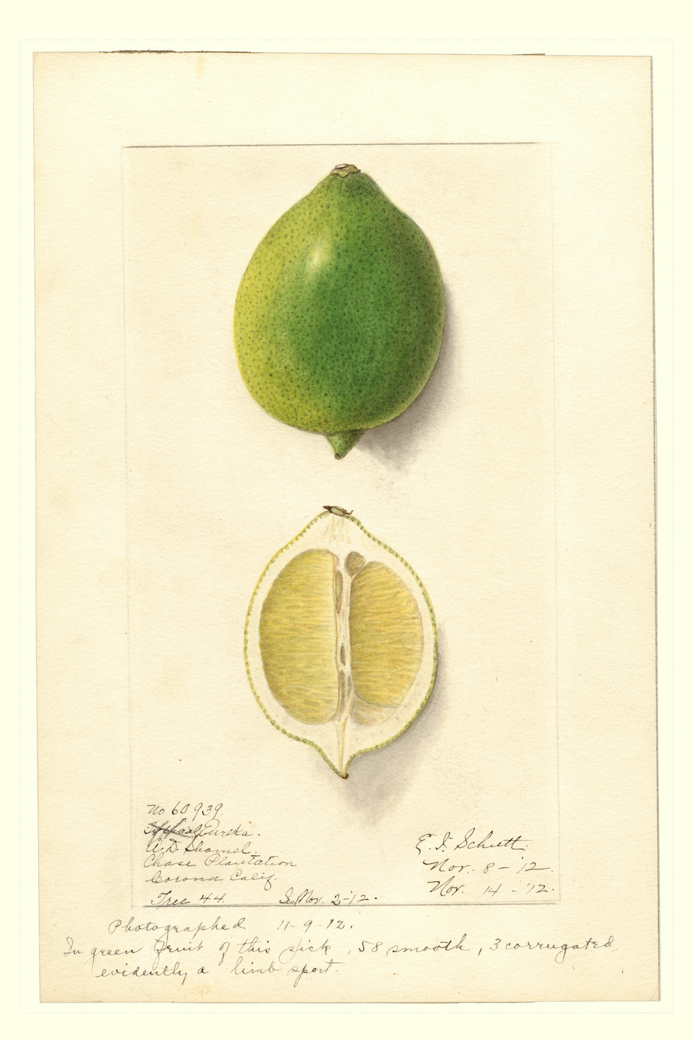 Ellen Isham Schutt