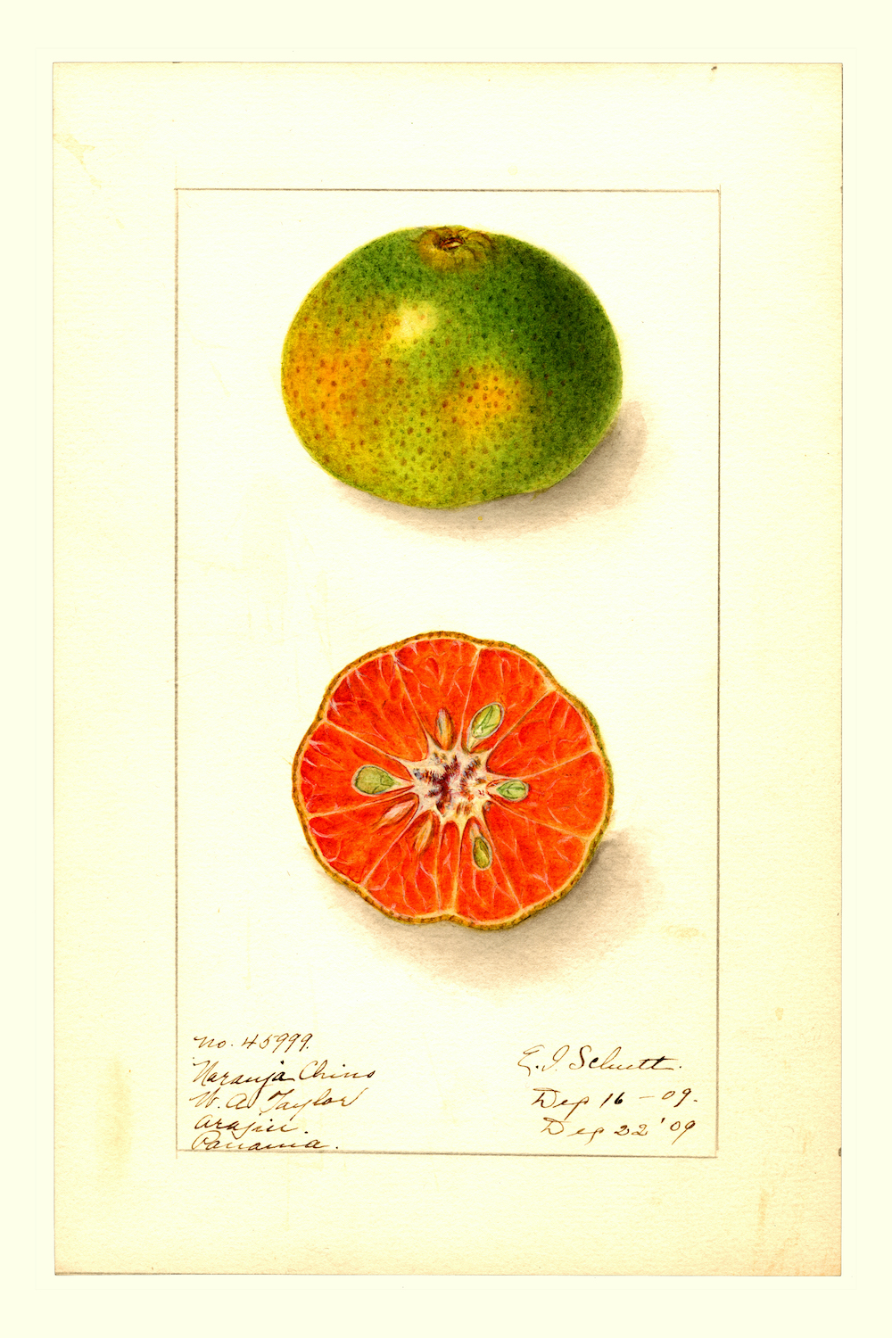 Ellen Isham Schutt