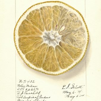 Hyperreal Pomological Watercolours by Ellen Isham Schutt, 1910