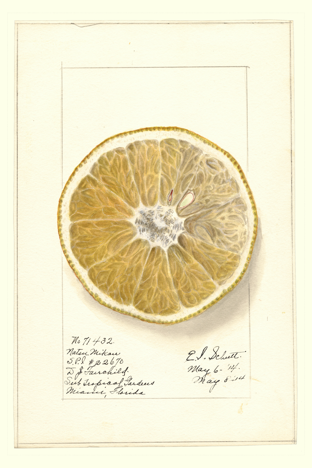 Hyperreal Pomological Watercolours by Ellen Isham Schutt, 1910