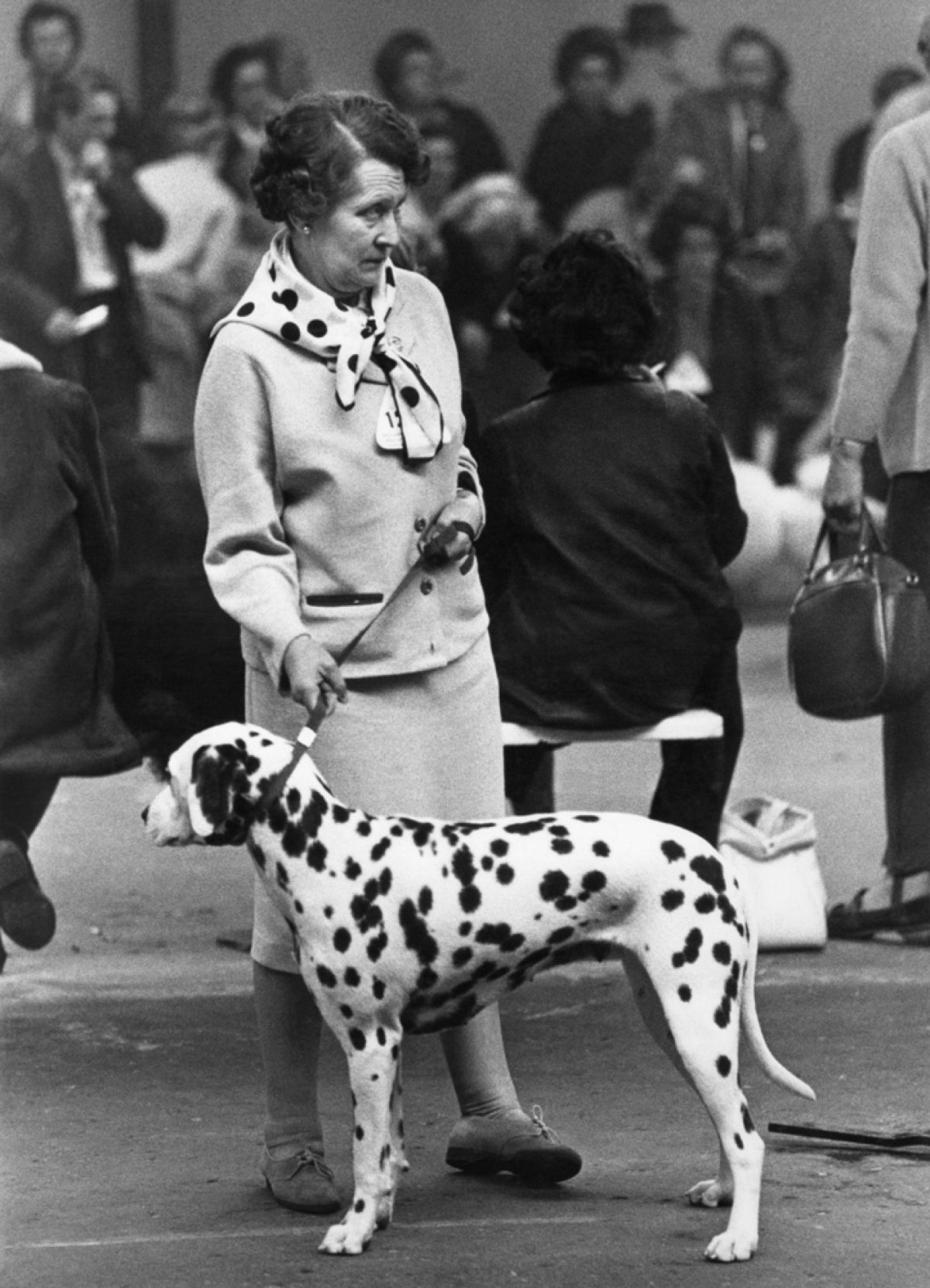 British dogs shows