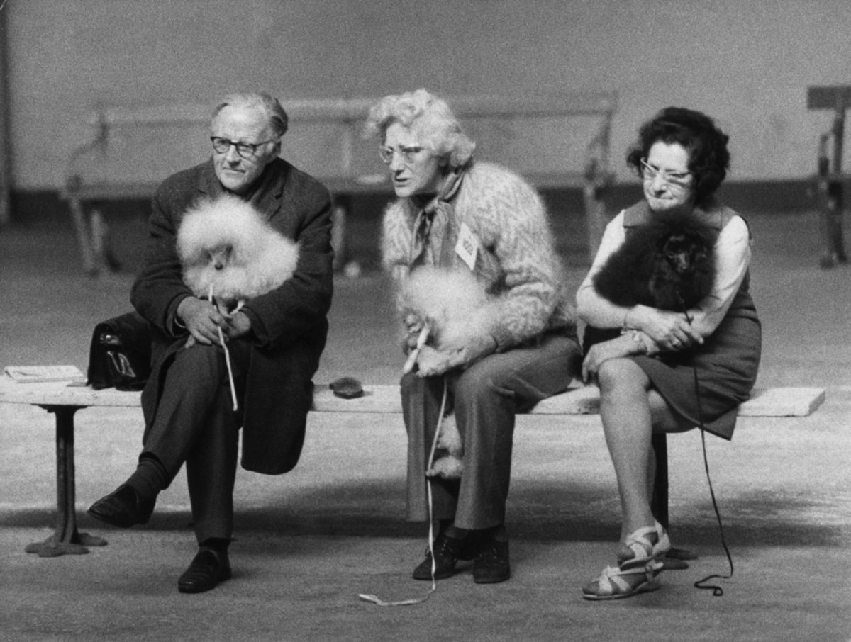 British dogs shows