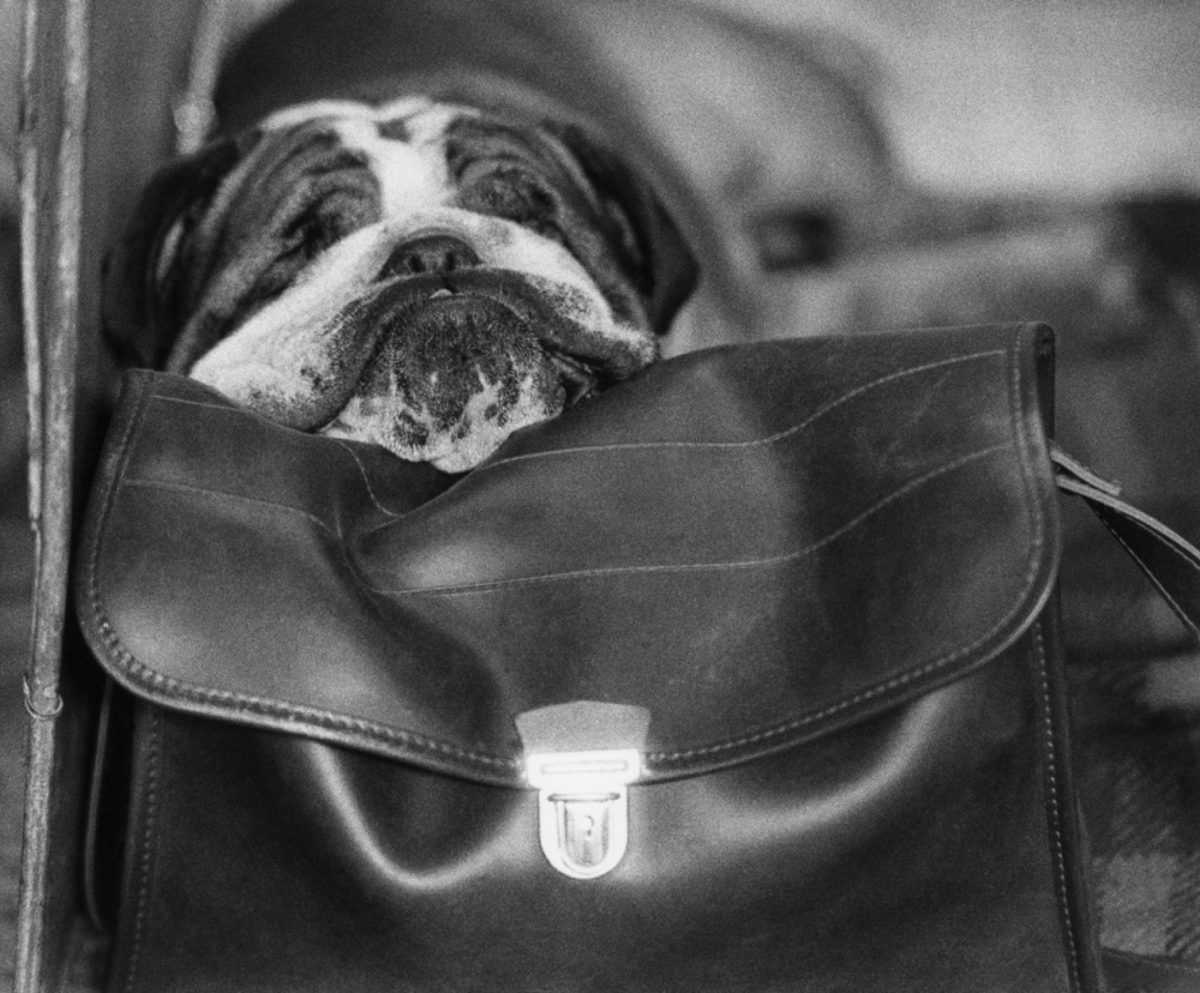 British dogs shows