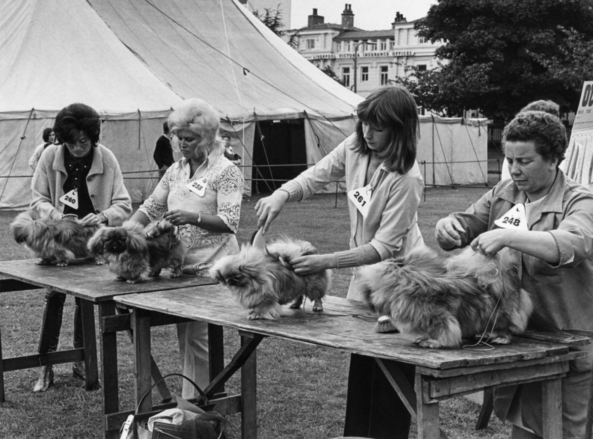British dogs shows