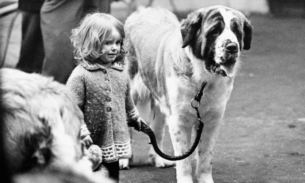 Photos from Mid-Century British Dog Shows