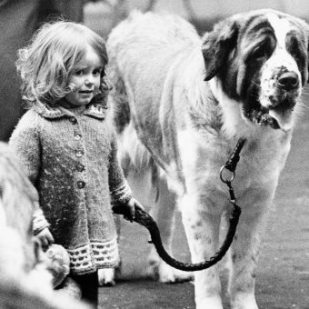 Photos from Mid-Century British Dog Shows